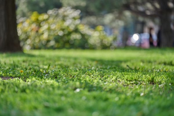 Lawn in spring with green juicy grass, selective focus