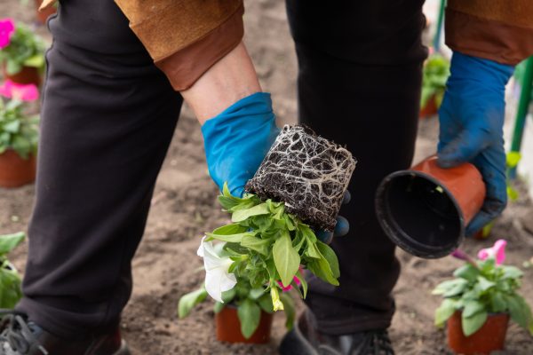 Works in the garden and flower bed - planting petunia flowers from temporary pots in the ground.