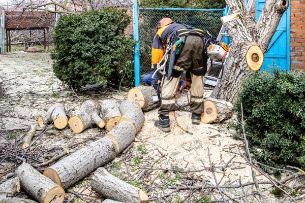 workers sawing old walnut tree in backyard of country house