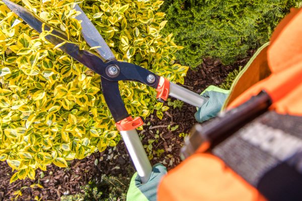 Gardener and His Garden Plants Trimming Job. Large Scissors in Workers Hands